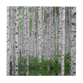 Birch Tree Forest Nature Fliese