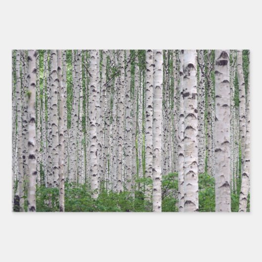 Birch Tree Forest Nature Geschenkpapier Set (Vorderseite 2)