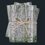 Birch Tree Forest Nature Geschenkpapier Set<br><div class="desc">Da die Birke eine Pionierart ist,  ist sie ein Symbol für Wiedergeburt,  neue Anfänge und Wachstum. Es ist ein heiliger Baum innerhalb der Mythologie der Kelte und man nimmt an,  dass er sehr schützende Einflüsse hat.</div>