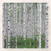 Birch Tree Forest Nature Glasuntersetzer (Vorderseite)