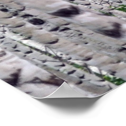 Birch Tree Forest Nature Poster (Ecke)