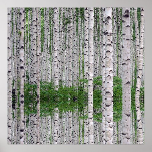 Birch Tree Forest Nature Poster (Vorne)