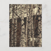 Birch Tree Forest Nature Postkarte (Vorderseite)