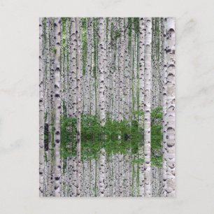 Birch Tree Forest Nature Postkarte