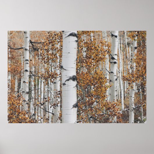 Birch Tree Forest Poster (Vorne)