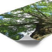 Birch tree from Sweden. Poster (Ecke)