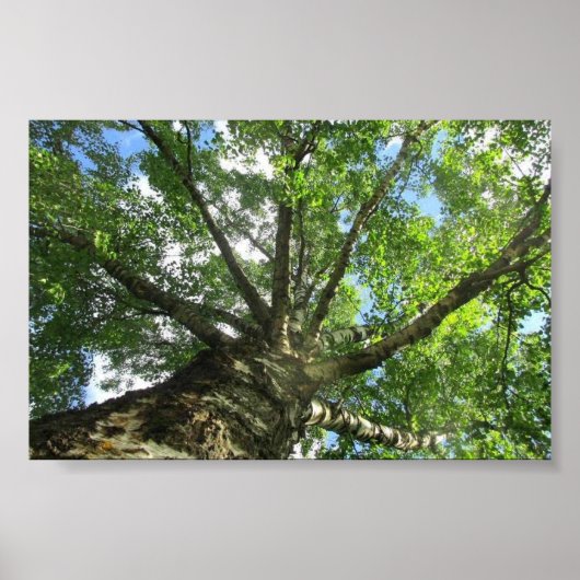 Birch tree from Sweden. Poster (Vorne)