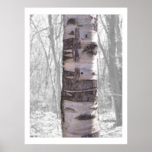 Birch Tree Poster (Vorne)