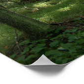 Birch Tree Poster (Ecke)