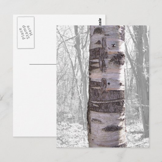 Birch Tree Postkarte (Vorne/Hinten)