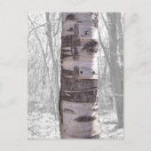 Birch Tree Postkarte (Vorderseite)