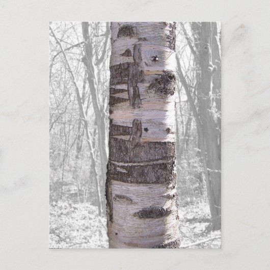 Birch Tree Postkarte (Vorderseite)