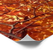 Birch Tree Top Poster (Ecke)