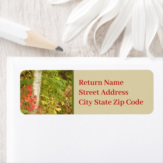 Birch Tree Trunk (Insitu)