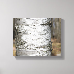Birch Tree Trunk Birch Bark Nah-Up Color 8x10 Leinwanddruck