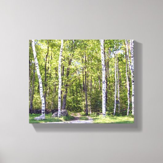 Birch Tree Woods Wrapped Canvas Leinwanddruck (Vorderseite)