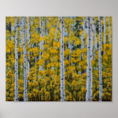 Birch Trees | Aspen Forest | Herbstlaub Poster (Vorne)