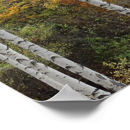 Birch Trees Autumn Photo Value Poster Paper (Ecke)