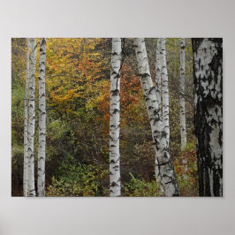 Birch Trees Autumn Photo Value Poster Paper