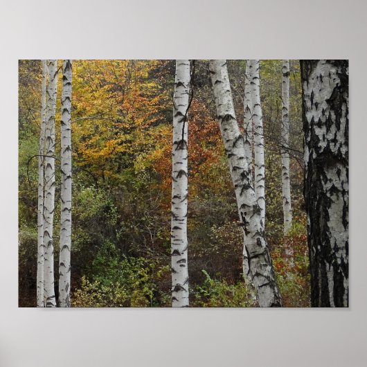 Birch Trees Autumn Photo Value Poster Paper (Vorne)