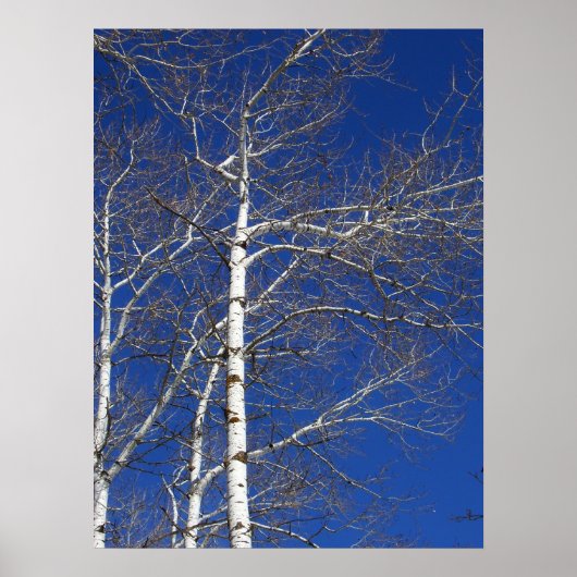 Birch Trees in Blue Poster (Vorne)