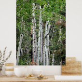 Birch Trees Mount Charleston Nevada Poster (Küche)