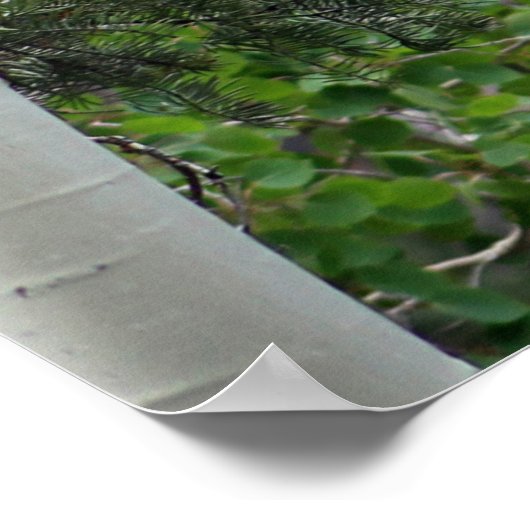 Birch Trees Mount Charleston Nevada Poster (Ecke)