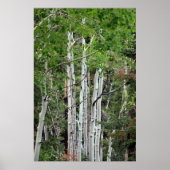 Birch Trees Mount Charleston Nevada Poster (Vorne)