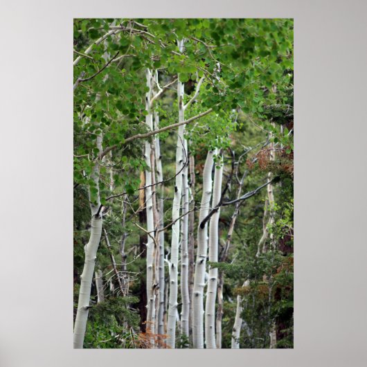 Birch Trees Mount Charleston Nevada Poster (Vorne)