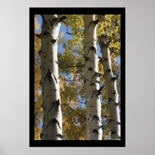 Birch Trees Poster