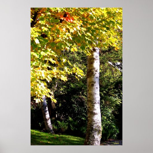 Birch Trees Poster (Vorne)