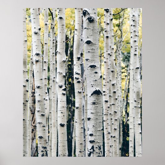 Birch Trees Rustic Cabin Poster (Vorne)