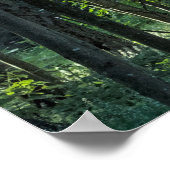 Birch- und Buchenbäume mit Redwood Poster (Ecke)