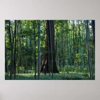 Birch- und Buchenbäume mit Redwood Poster
