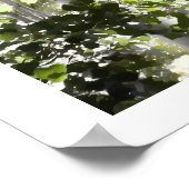 Birch Woods Poster (Ecke)