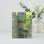 BirchTree Postkarte (Stehend Vorderseite)