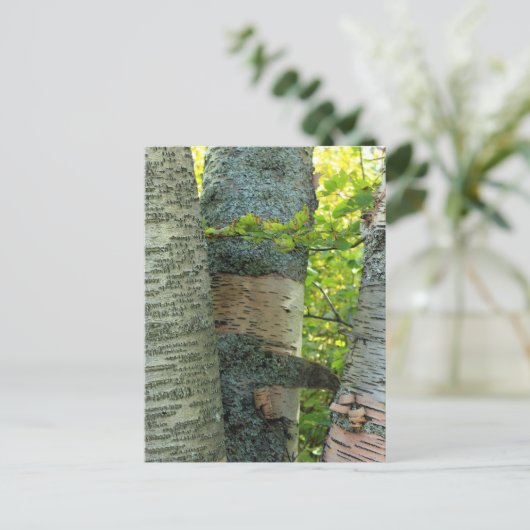 BirchTree Postkarte (Stehend Vorderseite)