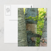 BirchTree Postkarte (Vorne/Hinten)