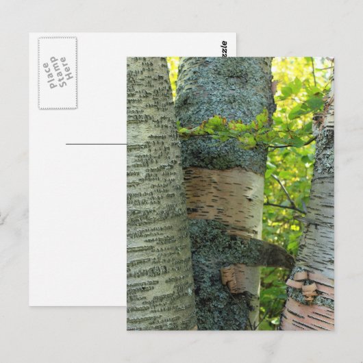 BirchTree Postkarte (Vorne/Hinten)