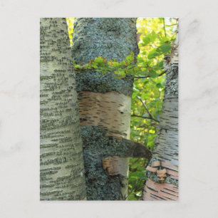 BirchTree Postkarte