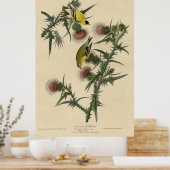 Bird, America, American Goldfinch, Audubon, Vintag Poster (Küche)