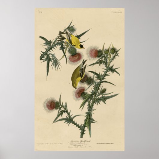 Bird, America, American Goldfinch, Audubon, Vintag Poster (Vorne)