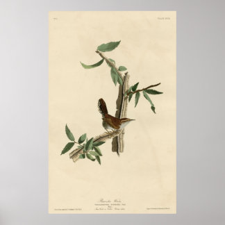 Bird, America, Bewick Wren, Audubon, Vintag Poster