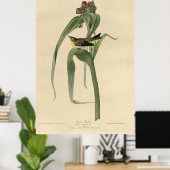 Bird, America, Vigor Warbler, Audubon, Vintag Poster (Heimbüro)