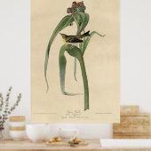 Bird, America, Vigor Warbler, Audubon, Vintag Poster (Küche)