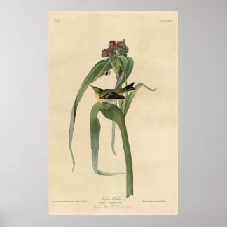 Bird, America, Vigor Warbler, Audubon, Vintag Poster