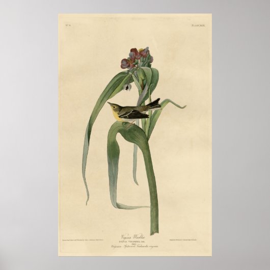 Bird, America, Vigor Warbler, Audubon, Vintag Poster (Vorne)