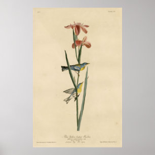 Bird, Amerika, Blue Yellow Backed Warbler, Poster