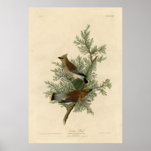 Bird, Amerika, Cedar Bird, Audubon, Vintage, Poster