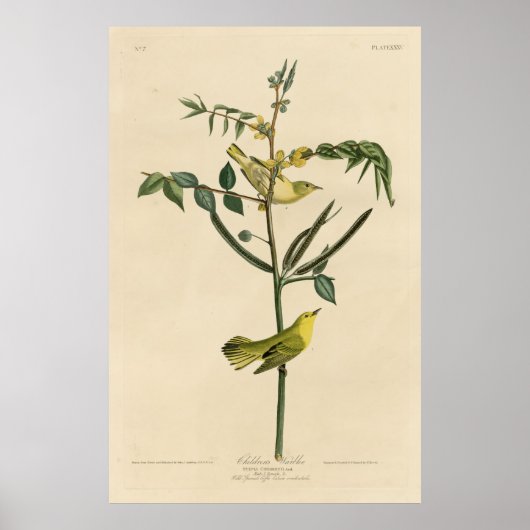 Bird, Amerika, Children Warbler, Audubon, Vintage, Poster (Vorne)